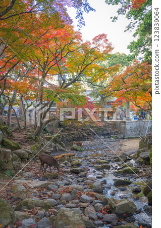 [Autumn leaves] Nara Park in autumn 123839064