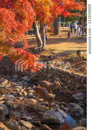 [紅葉] 秋天的奈良公園 123839069