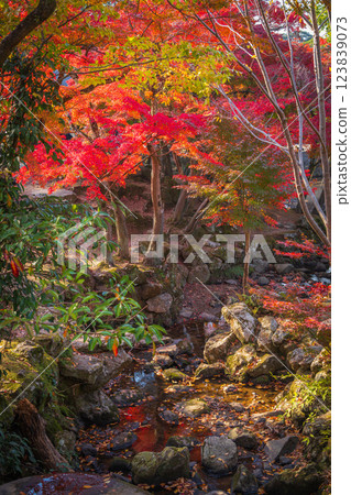 [Autumn leaves] Nara Park in autumn 123839073
