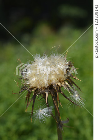Milk thistle Milk thistle 123839143