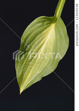 Hosta Striptease 123839146