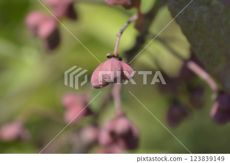 Spindle Red Cascade 123839149