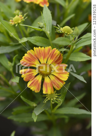 Sneezeweed HayDay Red Bicolor flowers Sneezeweed HayDay Red Bicolor flowers 123839158