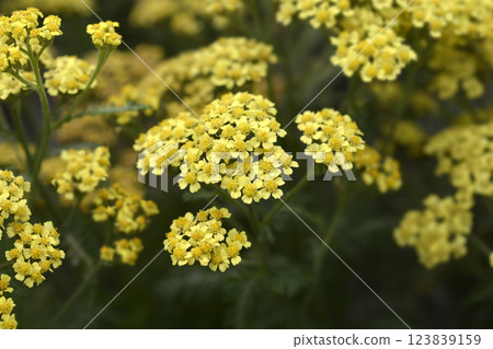 Milly Rock Yellow Terracotta Yarrow Milly Rock Yellow Terracotta Yarrow 123839159