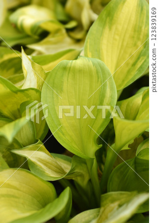 Plantain lily Lakeside Banana Bay 123839169