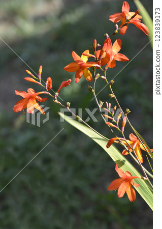 Montbretia 123839173