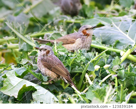 Bird damage, feeding damage, crop damage, brown-eared bulbul (Bulbul) 123839184