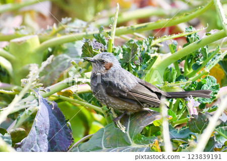 Bird damage, feeding damage, crop damage, brown-eared bulbul (Bulbul) Bird damage, feeding damage, crop damage, brown-eared bulbul (Bulbul) 123839191
