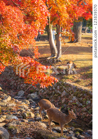 [秋] 奈良公園的鹿 [紅葉] 123839370