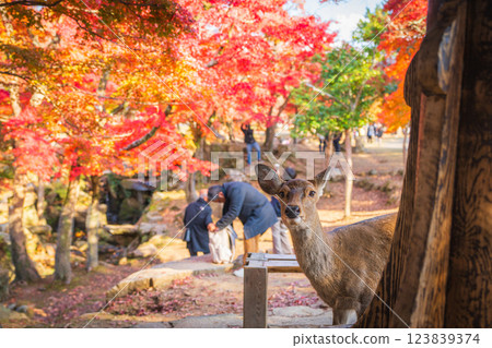 [秋] 奈良公園的鹿 [紅葉] 123839374