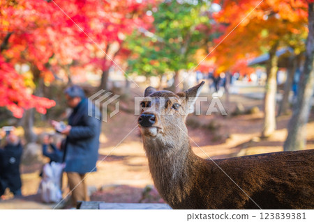 [秋] 奈良公園的鹿 [紅葉] 123839381