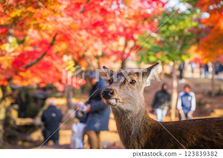 [秋] 奈良公園的鹿 [紅葉] 123839382