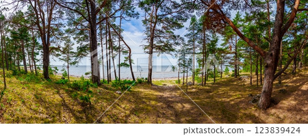 Coniferous forest of pine trees on the coast of the Baltic Sea on a sunny summer day Coniferous forest of pine trees on the coast of the Baltic Sea on a sunny summer day 123839424