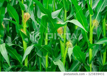 Vibrant and Lush Green Field of Corn Crop Growing in Neat Rows Under Bright Sunlight in Summer 123839431