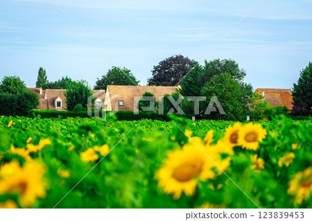 Charming Rural French Farmhouse Nestled Among Vibrant Sunflower Fields Beneath a Clear Blue Sky 123839453