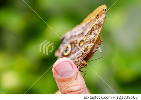 Closeup of a Colorful Butterfly Resting Gracefully on a Human Finger in Natural Light Closeup of a Colorful Butterfly Resting Gracefully on a Human Finger in Natural Light 123839568