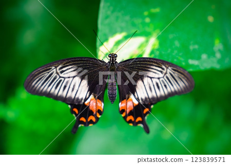Closeup of a beautiful black and white butterfly with orange markings on a green leaf. Closeup of a beautiful black and white butterfly with orange markings on a green leaf. 123839571