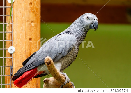 Detailed Close-Up of an African Grey Parrot with Vibrant Feathers and Smart Expression 123839574