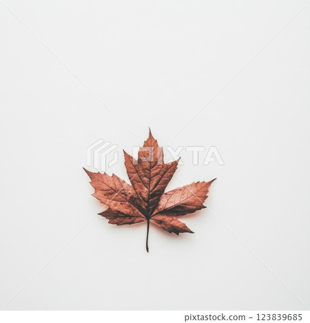 Bright red maple leaf resting on a white surface in autumn light 123839685