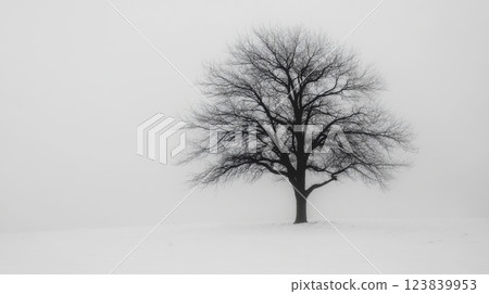 Solitary tree in a foggy white landscape during winter 123839953