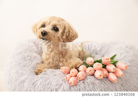 A smiling Maltipoo in bed with a white bag and tulips 123840108