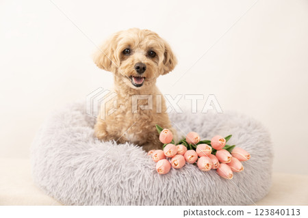 馬耳他犬在床上笑著，帶著白色的包包和鬱金香 123840113