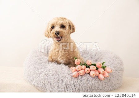 馬耳他犬在床上笑著,帶著白色的包包和鬱金香 馬耳他犬在床上笑著,帶著白色的包包和鬱金香 123840114