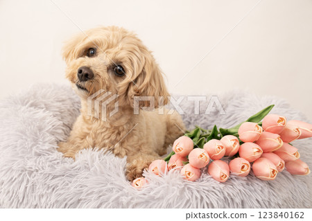 A smiling Maltipoo in bed with a white bag and tulips 123840162