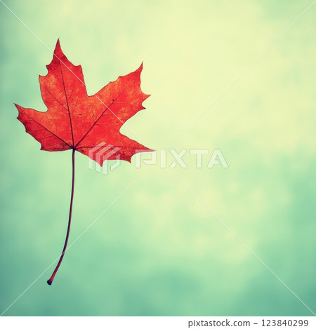 Bright red maple leaf floating against a soft green background 123840299