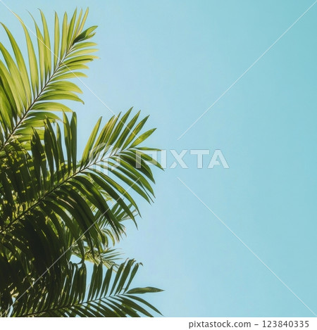 Lush green palm leaves under clear blue sky in warm daylight Lush green palm leaves under clear blue sky in warm daylight 123840335