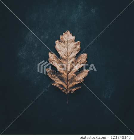 Dry oak leaf on dark surface in natural light 123840343