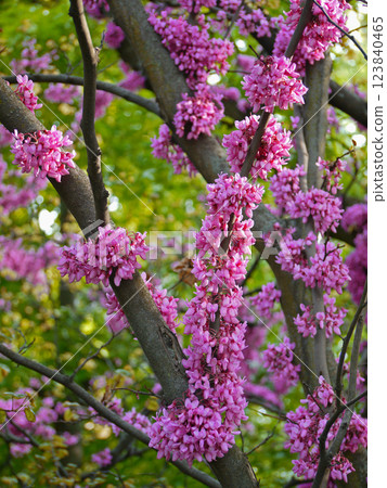 Cercis siliquastrum blossom. Redbud flowered tree. Spring gardening concept 123840465
