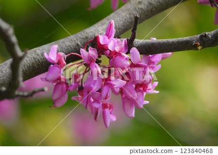 Cercis siliquastrum blossom. Redbud flowered tree. Brunch close up. Spring gardening concept 123840468