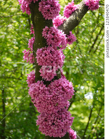 Cercis siliquastrum blossom. Redbud flowered tree. Flowers growing on a trunk. Spring gardening concept Cercis siliquastrum blossom. Redbud flowered tree. Flowers growing on a trunk. Spring gardening concept 123840470