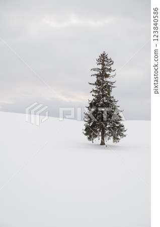Vertical view of one christmas tree covered with snow in Biei, Hokkaido 123840586