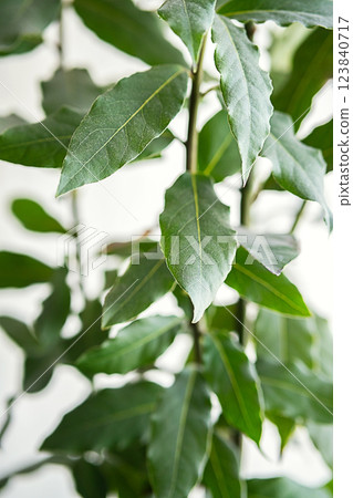 Homegrown Bay Leaf Plant Close up. Homegrown Bay Leaf Plant Close up. 123840717