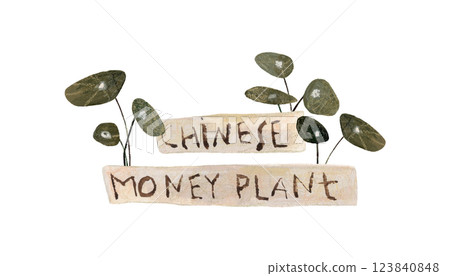 Chinese money plant, house plant. Green-leaf houseplant with text plate. Hand drawn with watercolor and pencils. Earthy natural colors Chinese money plant, house plant. Green-leaf houseplant with text plate. Hand drawn with watercolor and pencils. Earthy natural colors 123840848