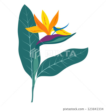 strelitzia flower isolated 123841334