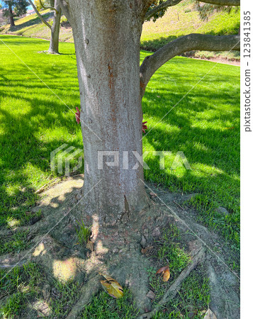 Cute little girl is playing in the park Cute little girl is playing in the park 123841385