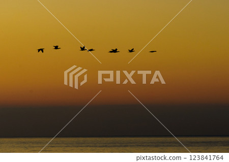 Birds over sea against sunrise sky. 123841764