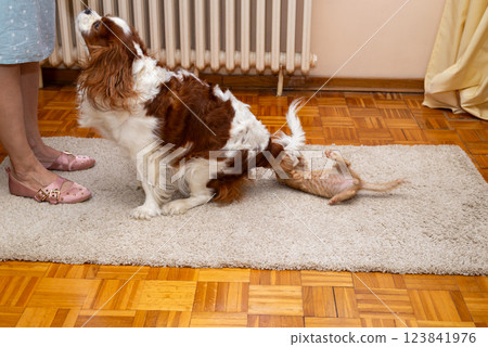 Cavalier king charles spaniel and orange kitten joyfully playing with her tail Cavalier king charles spaniel and orange kitten joyfully playing with her tail 123841976