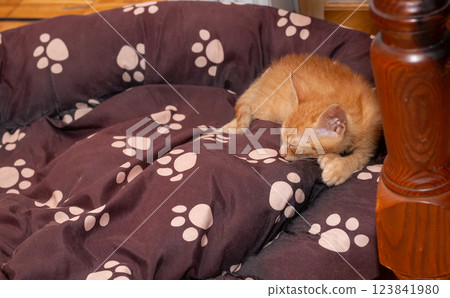 Charming orange kitten relaxing and stretching on a bed 123841980