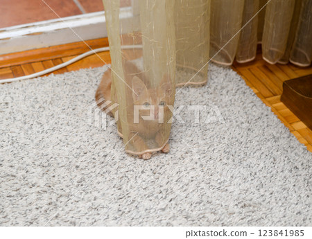 Charming orange kitten playing while hiding behind transparent curtain at home 123841985