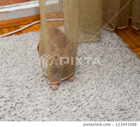 Charming orange kitten playing while hiding behind transparent curtain at home 123841986
