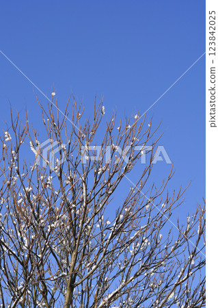 Tree of heaven 123842025