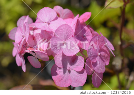 Hydrangea Preziosa Hydrangea Preziosa 123842036