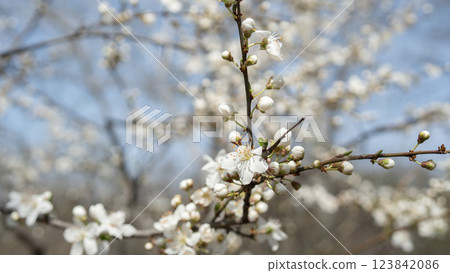 White spring blossoms in full bloom on a sunny day, symbolizing renewal, freshness, and natural beauty White spring blossoms in full bloom on a sunny day, symbolizing renewal, freshness, and natural beauty 123842086