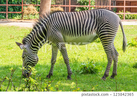 Grevy's zebra, lat Equus grevyi, also known as the imperial zebra eats green grass. Grevy's zebra, lat Equus grevyi, also known as the imperial zebra eats green grass. 123842365