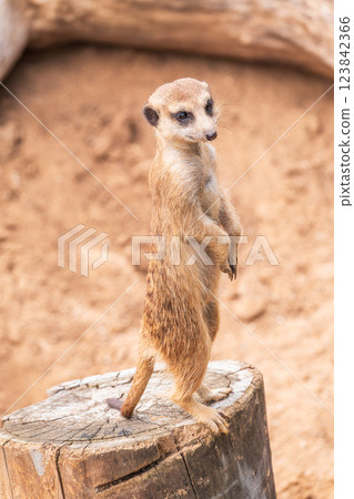 Meerkat, Suricata suricatta, on hind legs. Portrait of meerkat standing on hind legs with alert expression. Portrait of a funny meerkat sitting on its hind legs. Meerkat, Suricata suricatta, on hind legs. Portrait of meerkat standing on hind legs with alert expression. Portrait of a funny meerkat sitting on its hind legs. 123842366