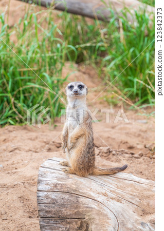 Meerkat, Suricata suricatta, on hind legs. Portrait of meerkat standing on hind legs with alert expression. Portrait of a funny meerkat sitting on its hind legs. Meerkat, Suricata suricatta, on hind legs. Portrait of meerkat standing on hind legs with alert expression. Portrait of a funny meerkat sitting on its hind legs. 123842373